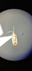 Miridae