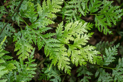 Pteris macilenta