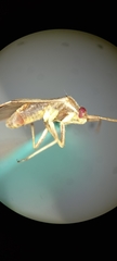 Miridae