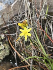 Bulbine audreyae