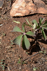 Cyphostemma lanigerum