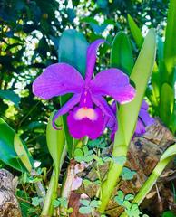 Cattleya
