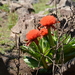 Paintbrush Lily - Photo (c) Richard Gill, some rights reserved (CC BY-NC), uploaded by Richard Gill