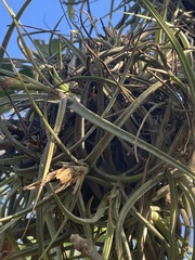 Tillandsia ferrisiana