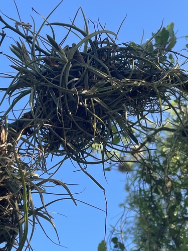 Tillandsia ferrisiana, photograph 2