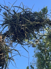 Tillandsia ferrisiana