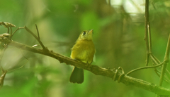 Myiobius sulphureipygius