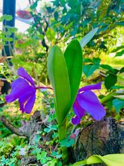 Cattleya