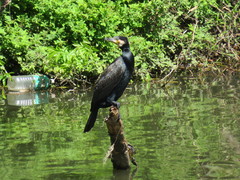 Phalacrocorax carbo