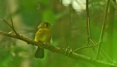 Myiobius sulphureipygius
