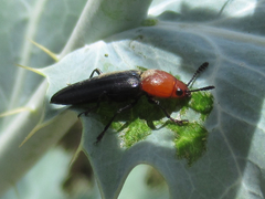 Languria laeta