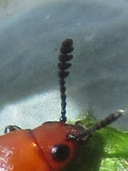 Languria laeta
