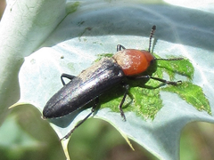 Languria laeta