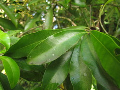 Aspidosperma pyricollum