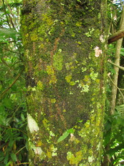 Aspidosperma pyricollum