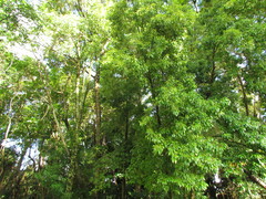 Aspidosperma pyricollum
