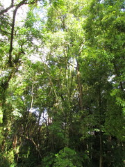 Aspidosperma pyricollum