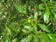 Aspidosperma pyricollum