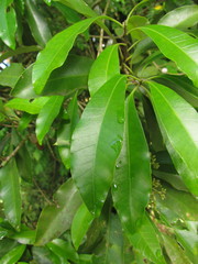 Aspidosperma pyricollum