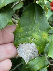 Phytophthora ilicis