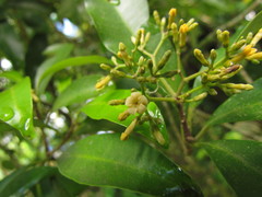 Aspidosperma pyricollum