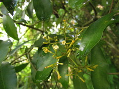 Aspidosperma pyricollum
