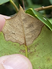Phytophthora ilicis