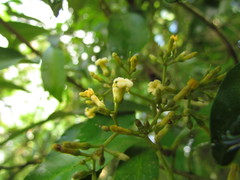Aspidosperma pyricollum