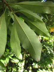 Aspidosperma pyricollum