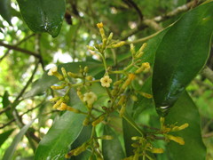 Aspidosperma pyricollum