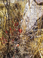 Ephedra americana