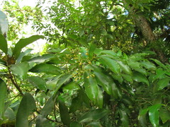 Aspidosperma pyricollum