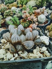 Haworthia cooperi