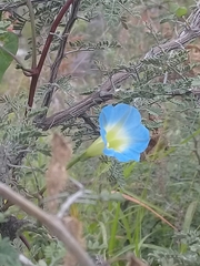 Ipomoea cardiophylla