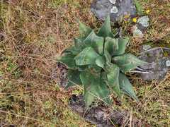 Agave applanata