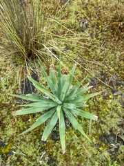 Agave macroacantha