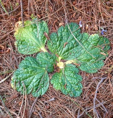 Arctopus echinatus