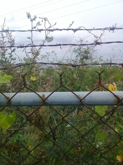 Ipomoea cardiophylla