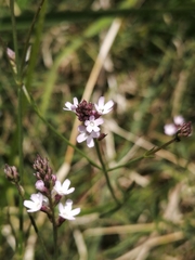 Verbena montevidensis