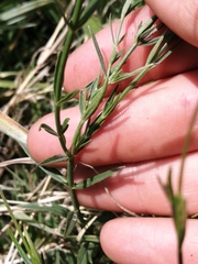 Verbena montevidensis