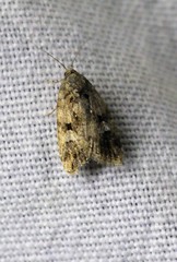Melipotis walkeri