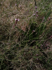 Verbena montevidensis