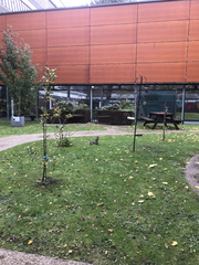 Sciurus carolinensis