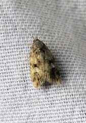 Melipotis walkeri