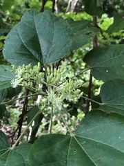 Heliocarpus terebinthinaceus