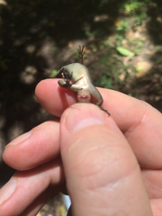 Emoia caeruleocauda