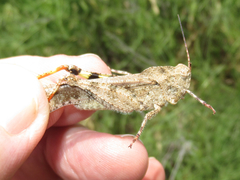 Spharagemon cristatum