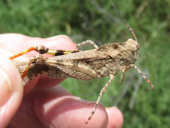 Spharagemon cristatum