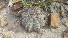 Echinocactus horizonthalonius horizonthalonius