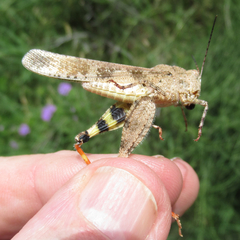 Spharagemon cristatum